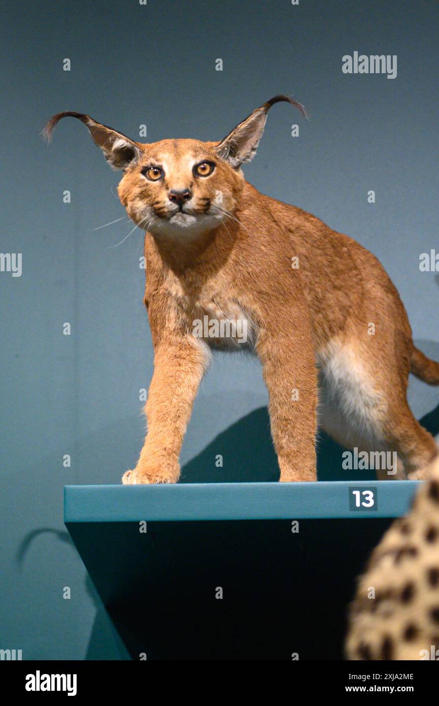 Toronto, ON, Kanada - 10. Juli 2024: Ausstellung Wild Cats Temporary im Royal Ontario Museum Stockfoto