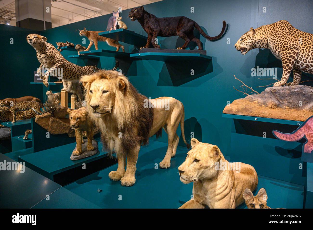 Toronto, ON, Kanada - 10. Juli 2024: Ausstellung Wild Cats Temporary im Royal Ontario Museum Stockfoto