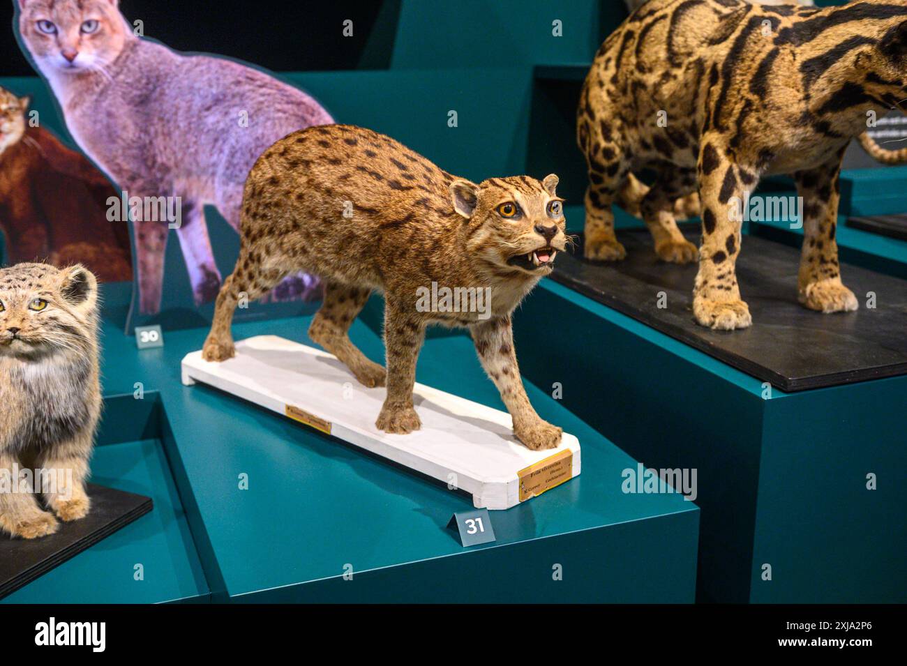 Toronto, ON, Kanada - 10. Juli 2024: Ausstellung Wild Cats Temporary im Royal Ontario Museum Stockfoto