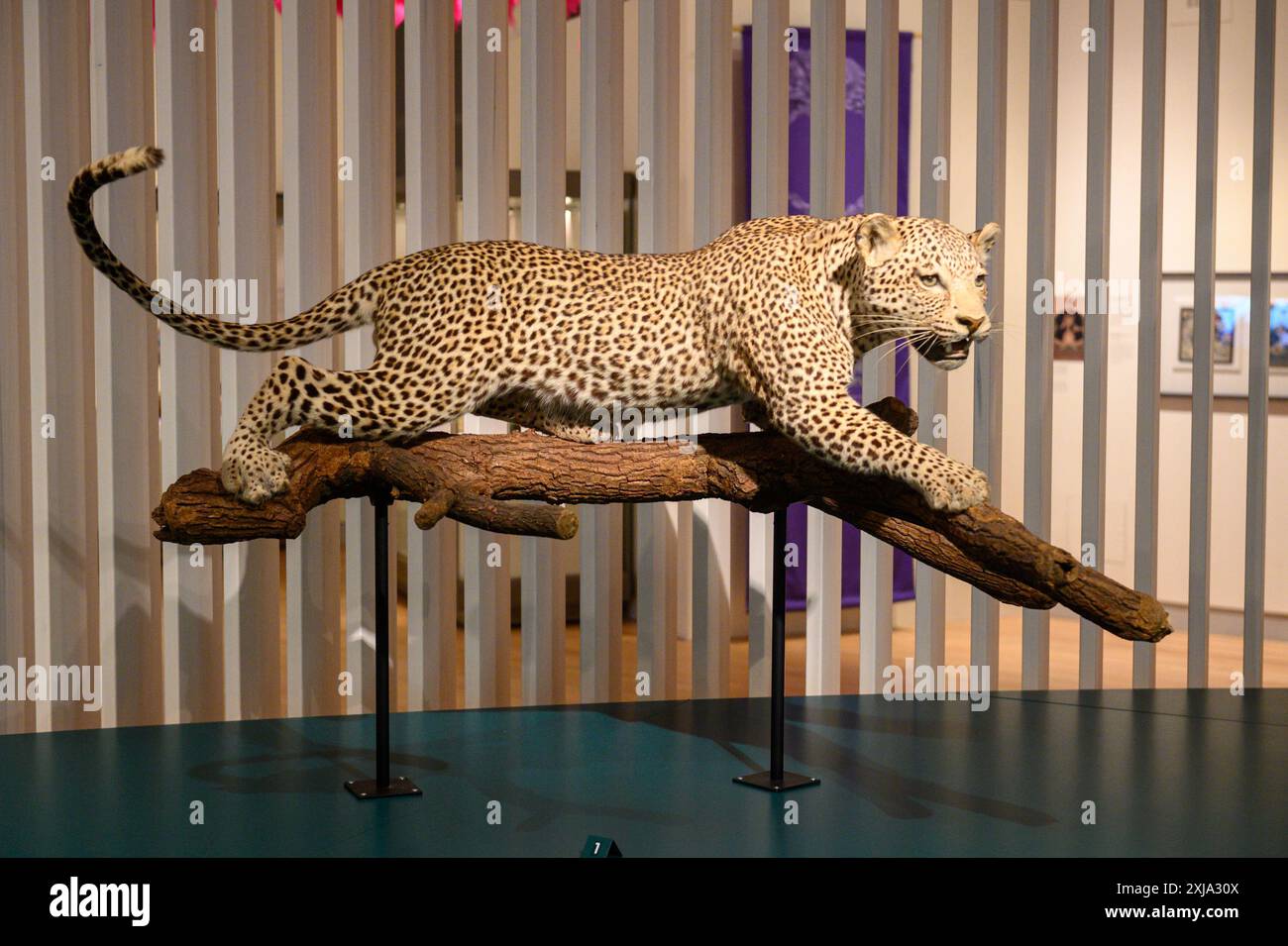 Toronto, ON, Kanada - 10. Juli 2024: Ausstellung Wild Cats Temporary im Royal Ontario Museum Stockfoto