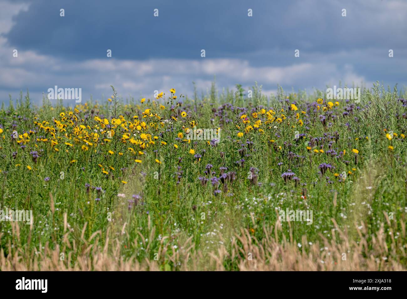 Ein Feld, das wild wachsen durfte, um mehr Insekten zu fördern, die mit einer Masse von gemischten Wildblumen und langen Gräsern bedeckt sind. Stockfoto