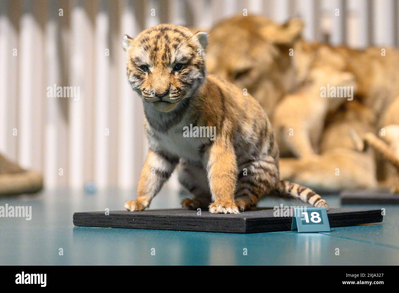 Toronto, ON, Kanada - 10. Juli 2024: Ausstellung Wild Cats Temporary im Royal Ontario Museum Stockfoto