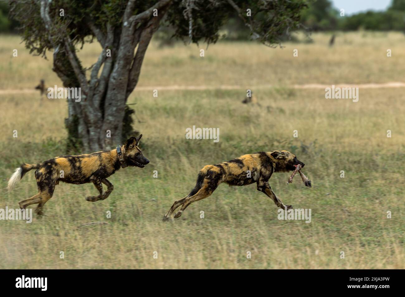 Wilde Hunde, Lycaon Pictus, fressen einen Mord und jagen einander. Stockfoto