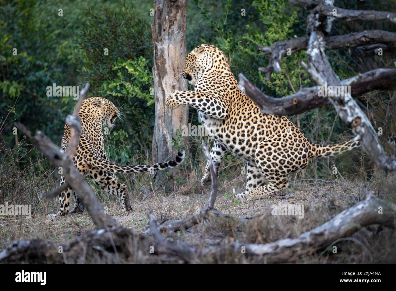 Ein männlicher und ein weiblicher Leopard, Panthera pardus, kämpfen miteinander. Stockfoto