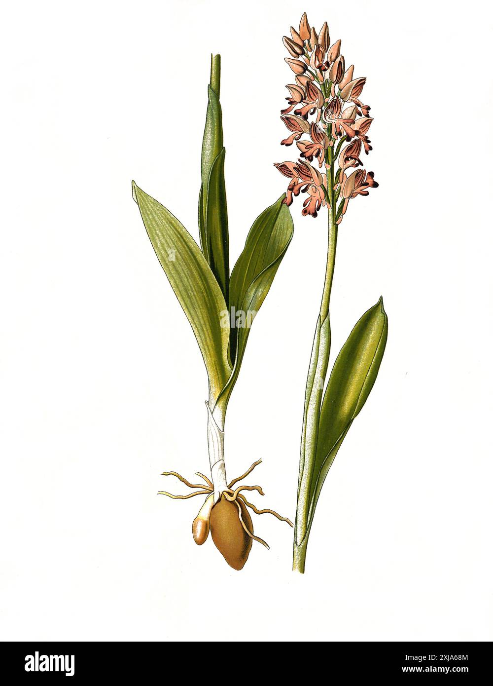 Heilpflanze, Helm-Knabenkraut, Orchis militaris, ein Pflanzenart aus der Gattung der Knabenkräuter, Historisch, digital restaurierte Reproduktion von einer Vorlage aus dem 19. Hundert, Stockfoto