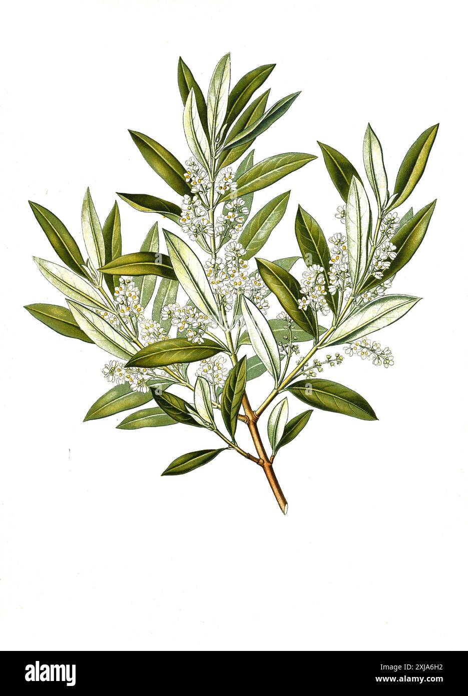 Heilpflanze, Olivenbaum (Olea europaea), Echter Ölbaum, Historisch, digitale Restaurierte Reproduktion von einer Vorlage aus dem 19. Hundert, Stockfoto