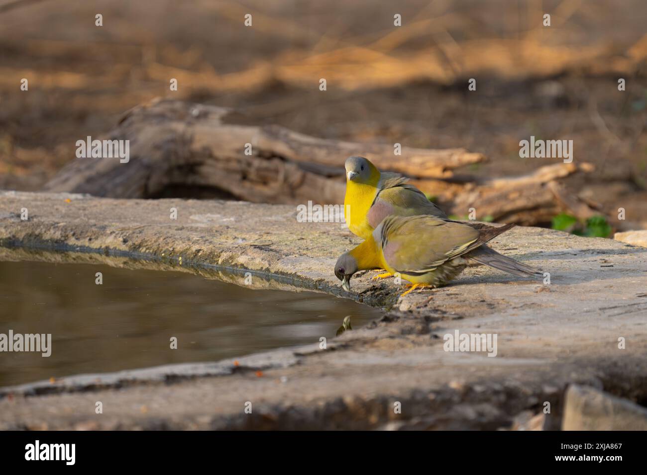 Gelbfüßige grüne Tauben (Treron phoenicopterus syn Treron phoenicoptera) حمام أخضر أصفر الرجلين Trinkwasser diese grünen Tauben (Familie Columbi Stockfoto
