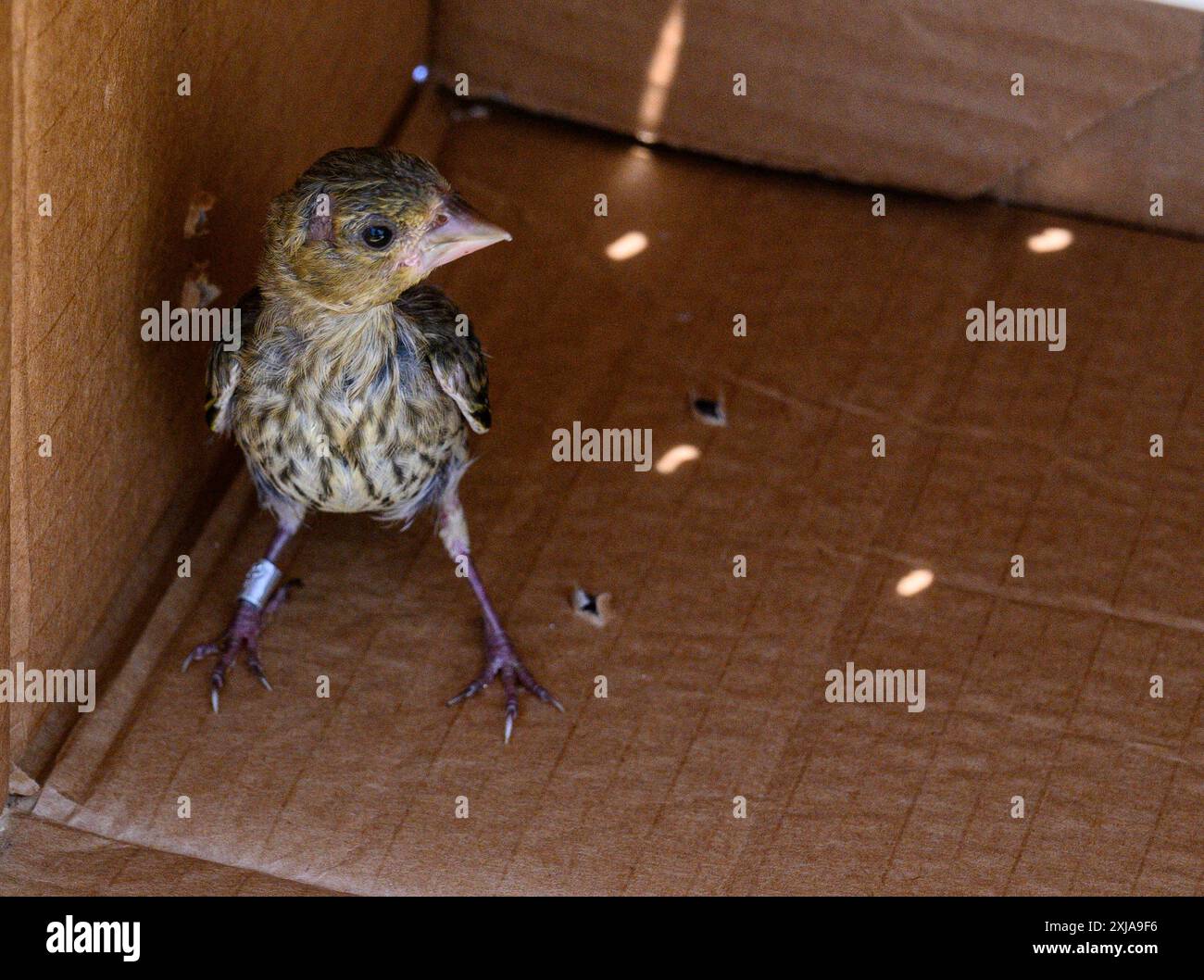 Der geringelte junge europäische Grünfink (Chloris chloris) خضير أوربي wird nach der Behandlung in einem Wildtierkrankenhaus in die Natur zurückgebracht. Fotografiert in Stockfoto