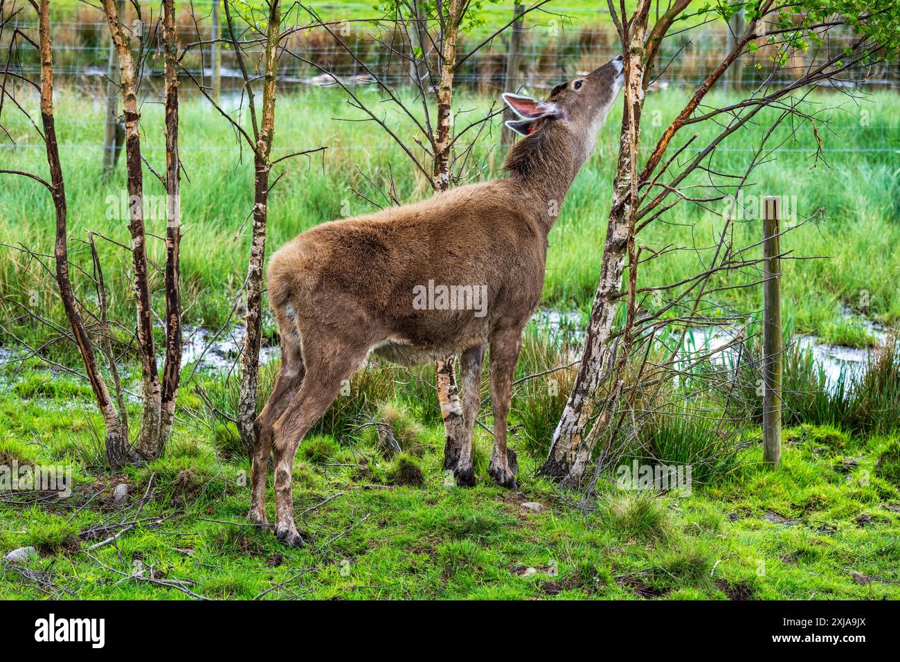 Thorold's Deer (Cervus albirostris) oder Weißlippenhirsch im Highland Wildlife Park, Kincraig, Kingussie, Schottland, Vereinigtes Königreich Stockfoto