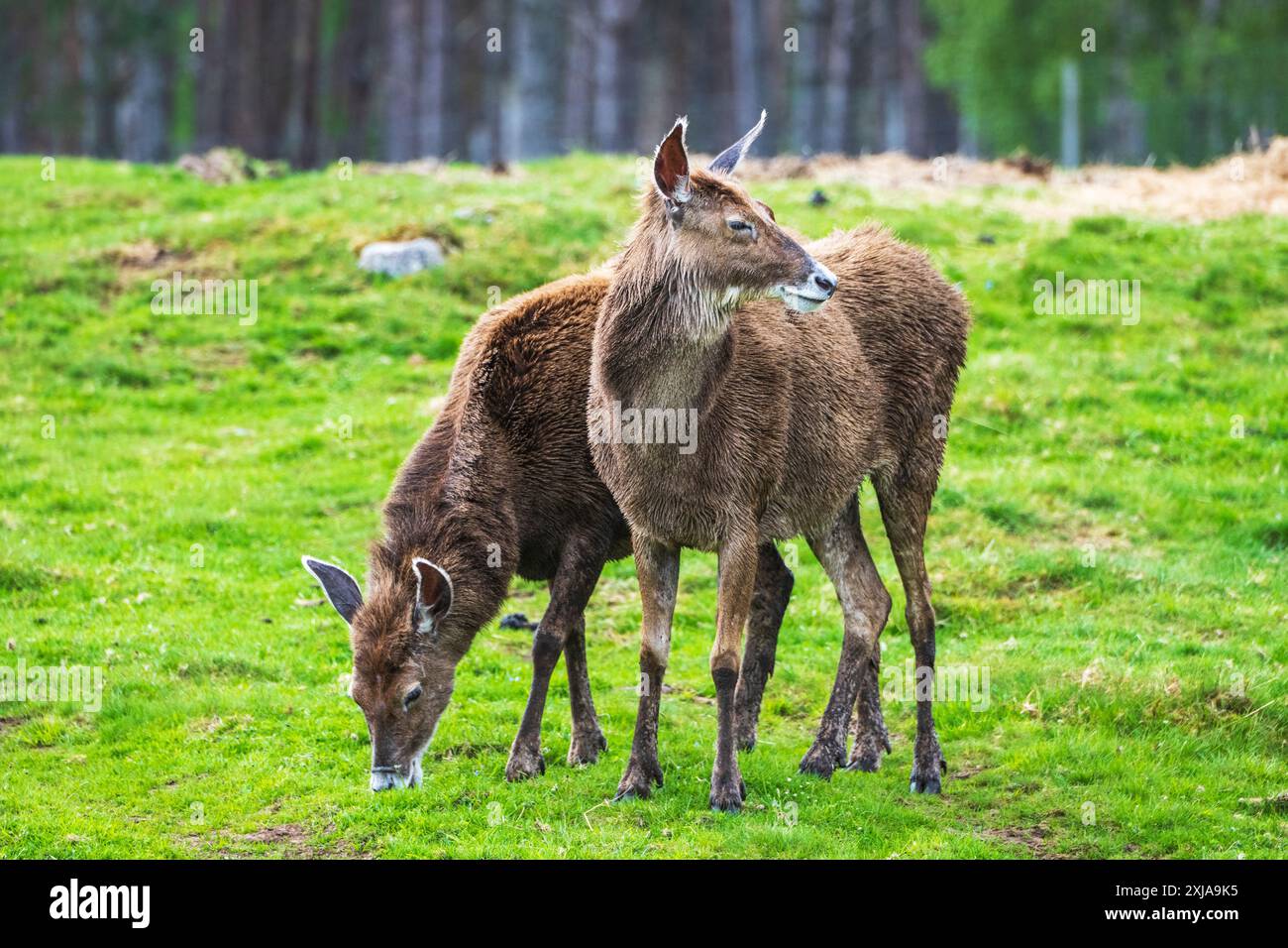 Ein Paar Thorold's Deer (Cervus albirostris) oder Weißlippenhirsch im Highland Wildlife Park, Kincraig, Kingussie, Schottland, Vereinigtes Königreich Stockfoto