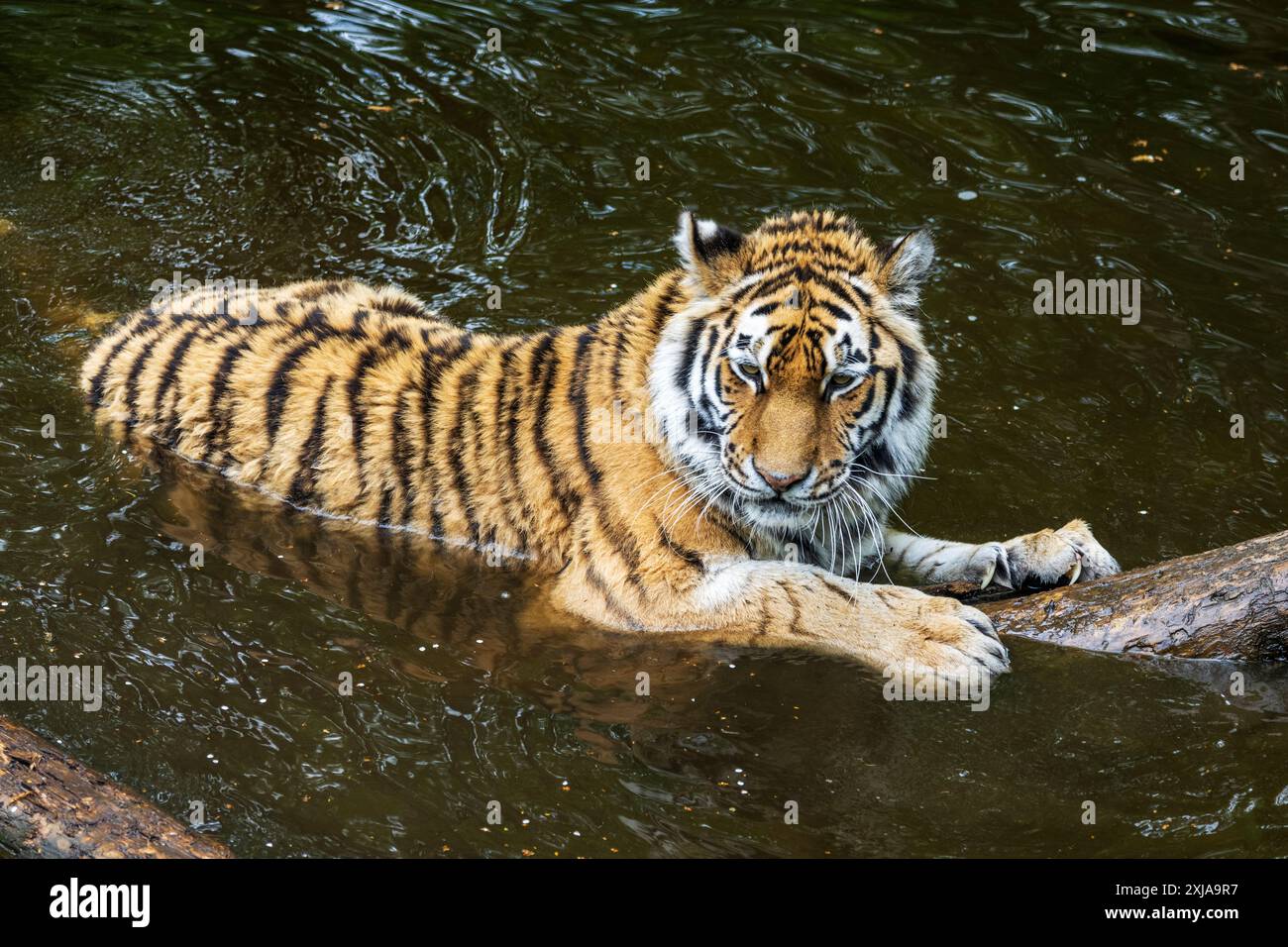 Sibirischer oder Amurtiger (panthera tigris altaica) kühlt sich in einem Teich im Highland Wildlife Park, Kincraig, Kingussie, Schottland, Vereinigtes Königreich ab Stockfoto