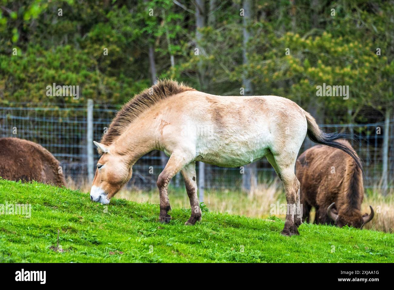 Eine Przewalski's Horse Stute weidet mit europäischen Bisons im Drive-Through Reservat im Highland Wildlife Park, Kincraig, Kingussie, Schottland, Großbritannien Stockfoto