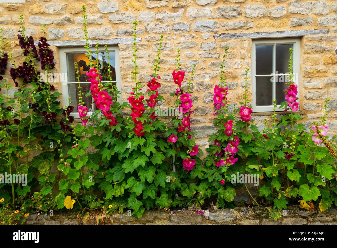 In Helmsley, North Yorkshire, gibt es eine Vielzahl rosafarbener und dunkelvioletter Hollyhocks Stockfoto