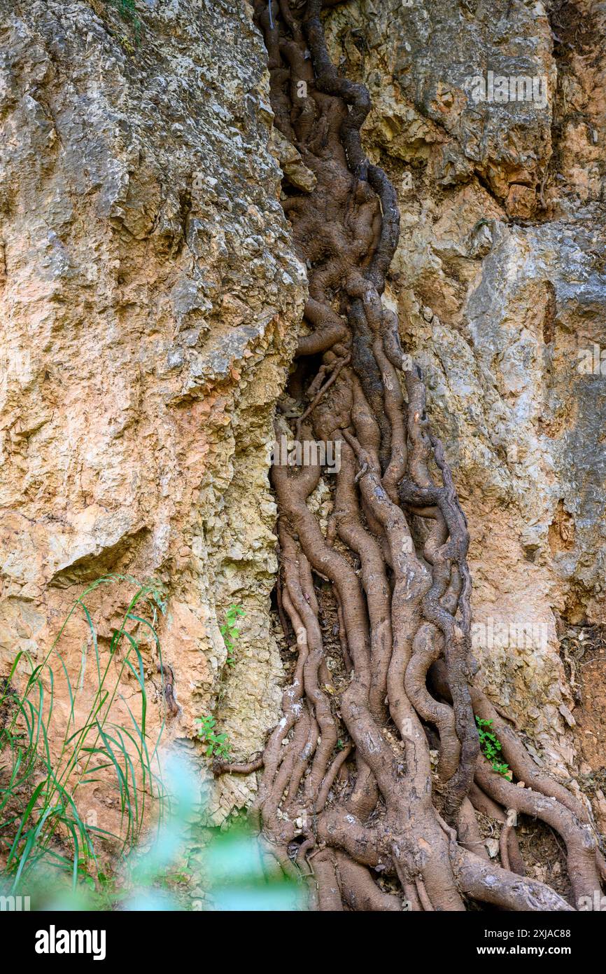 Baumwurzeln wachsen durch einen Riss in einem Felsen, der im Mai in Obergaliläa, Israel, fotografiert wurde Stockfoto