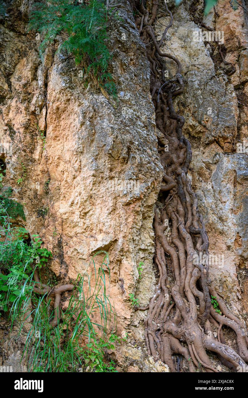 Baumwurzeln wachsen durch einen Riss in einem Felsen, der im Mai in Obergaliläa, Israel, fotografiert wurde Stockfoto