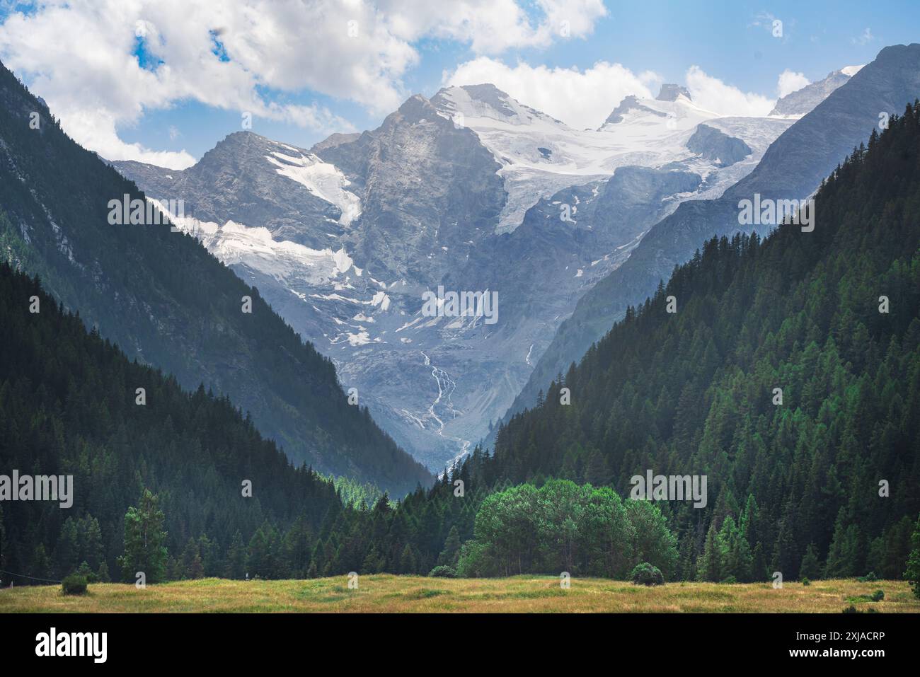 Gran Paradiso Massiv und Tannenwald in Valnontey. Cogne, Region Aostatal, Italien Stockfoto