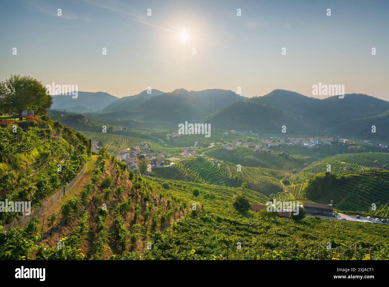 Prosecco Hills, Weinberge Panoramablick am Morgen. Unesco-Weltkulturerbe. Valdobbiadene, Provinz Treviso, Region Venetien, Italien, Europa Stockfoto