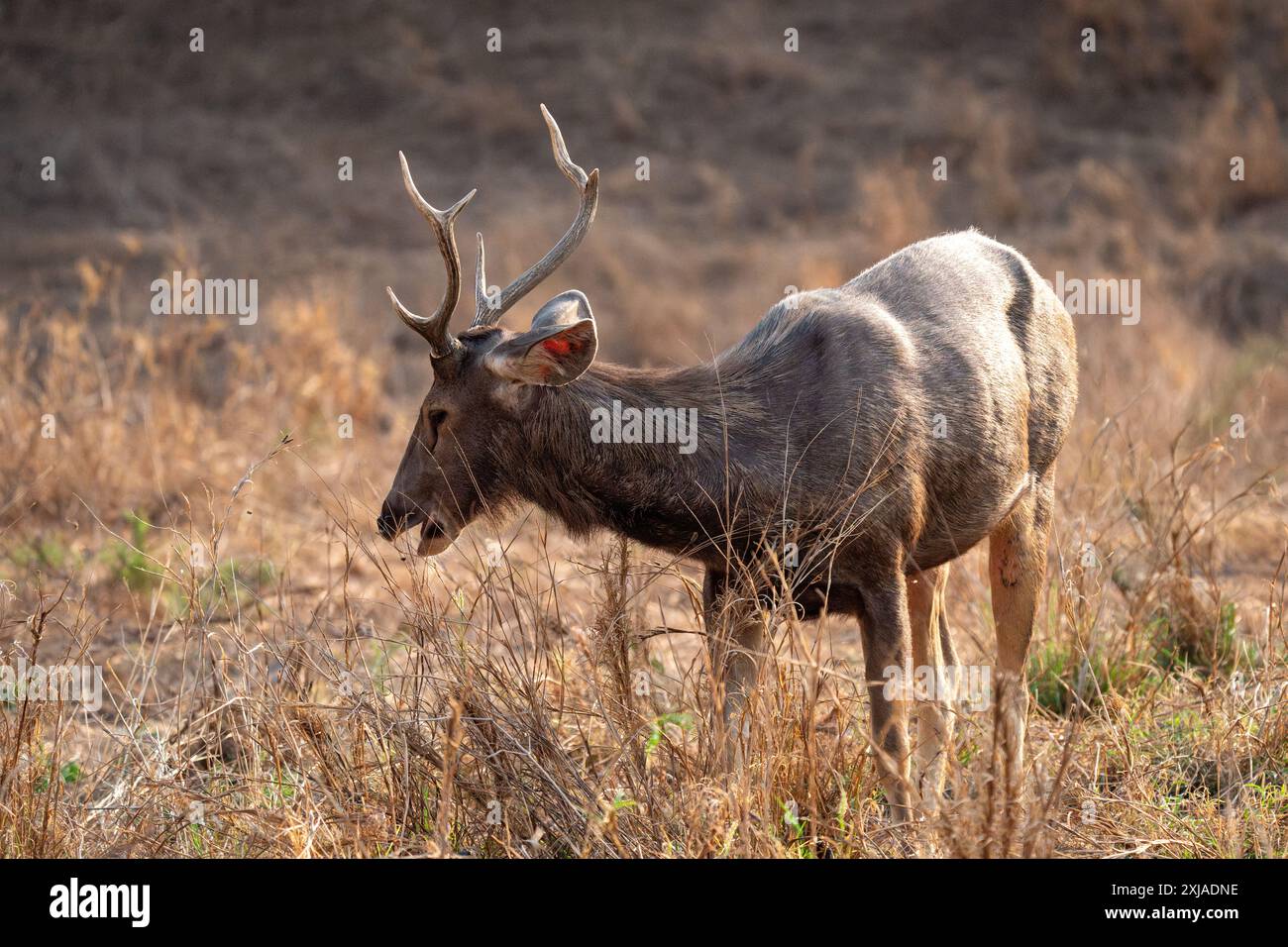 Männliche Sambar-Hirsche (Rusa unicolor) صمبر im indischen Bandhavgarh-Nationalpark, Madhya Pradesh, Indien. Dieser Hirsch bewohnt Wälder im Himalaya-Gebirge Stockfoto