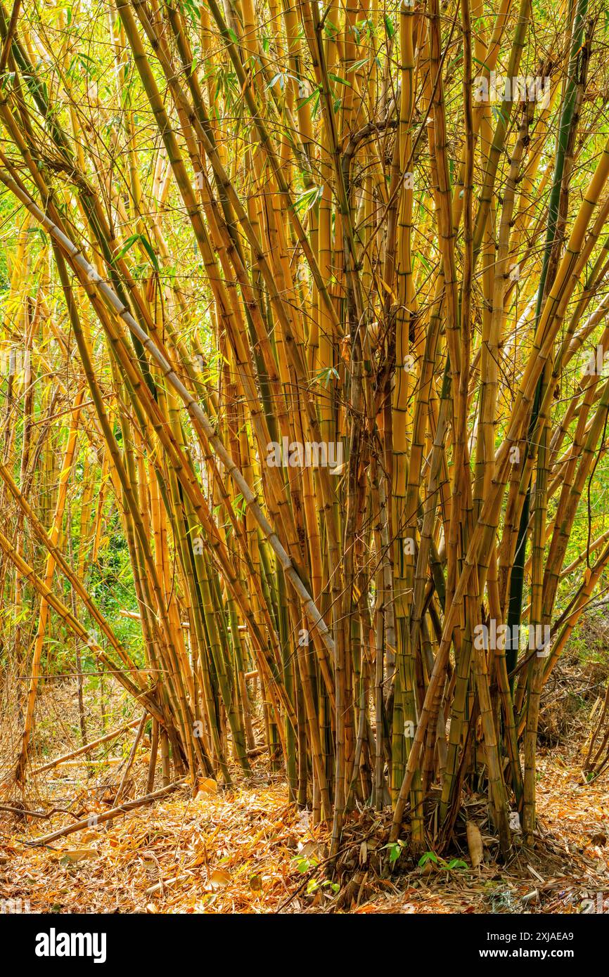 Bambusstämme mit gelber Nut (Phyllostachys aureosulcata). Fotografiert in Indien Stockfoto