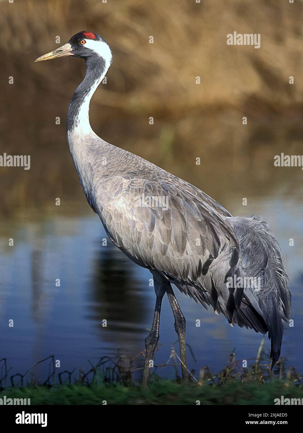 Kranich (Grus Grus). Großen wandernden Kran Arten, lebt in feuchten Wiesen und Sumpfland. In der Agamon See fotografiert, Hula Valley, Israel, Stockfoto