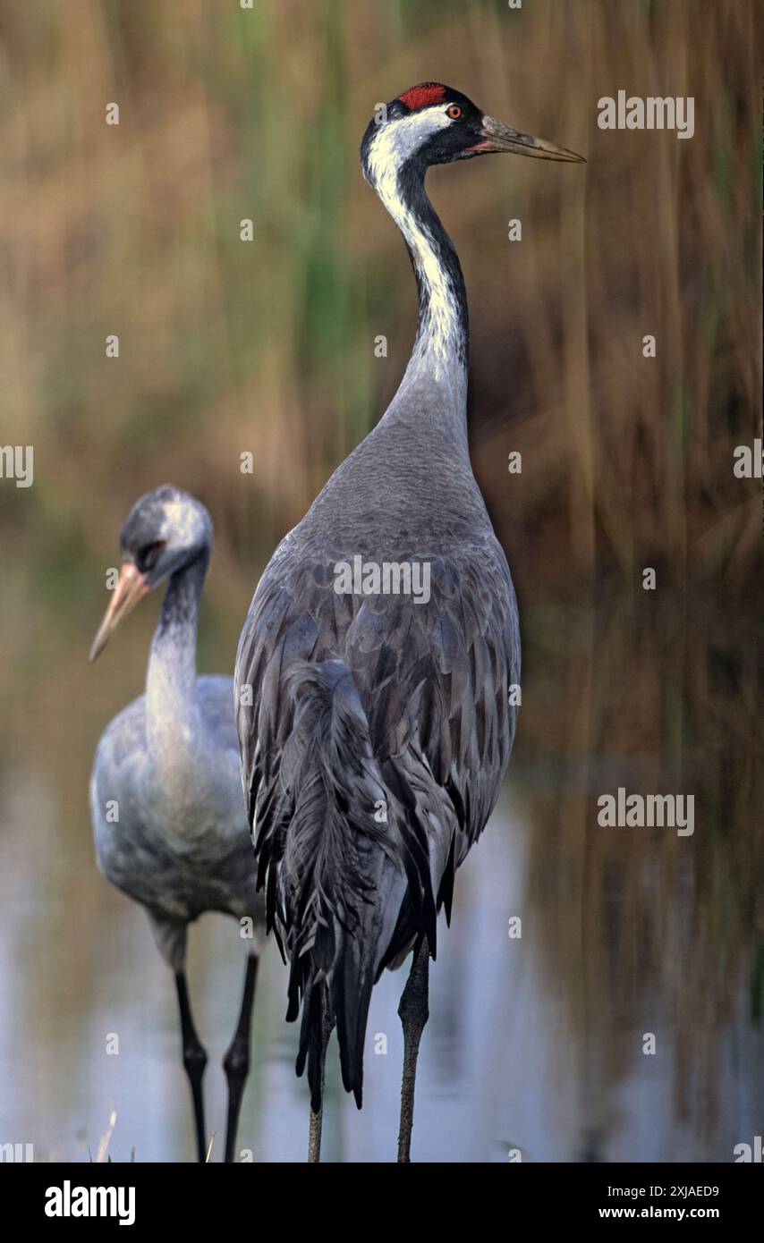 Kranich (Grus Grus). Großen wandernden Kran Arten, lebt in feuchten Wiesen und Sumpfland. In der Agamon See fotografiert, Hula Valley, Israel, Stockfoto