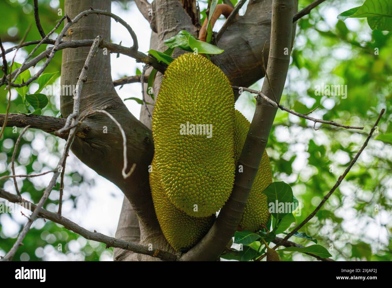 Die Jackfrucht ist die Frucht des Jack Tree Artocarpus heterophyllus, einer Baumarte in der Familie der Feigen, Maulbeeren und Brotfrüchte. Die Jackfrucht ist die Stockfoto