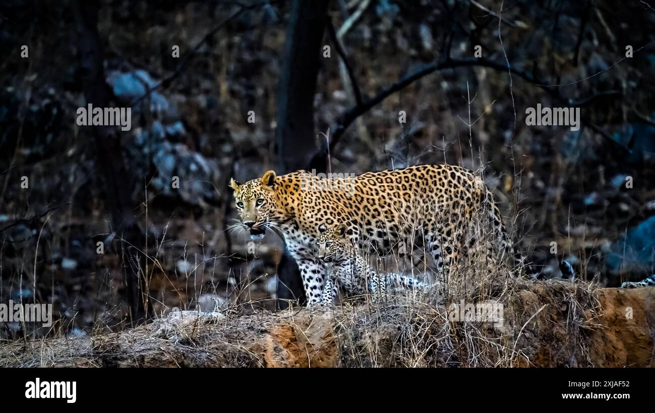 Weibliche indische Leoparden (Panthera pardus fusca) نمر هندي mit Jungen im Jhalana Leopard Safari Park, Jaipur, Rajasthan, Indien Stockfoto