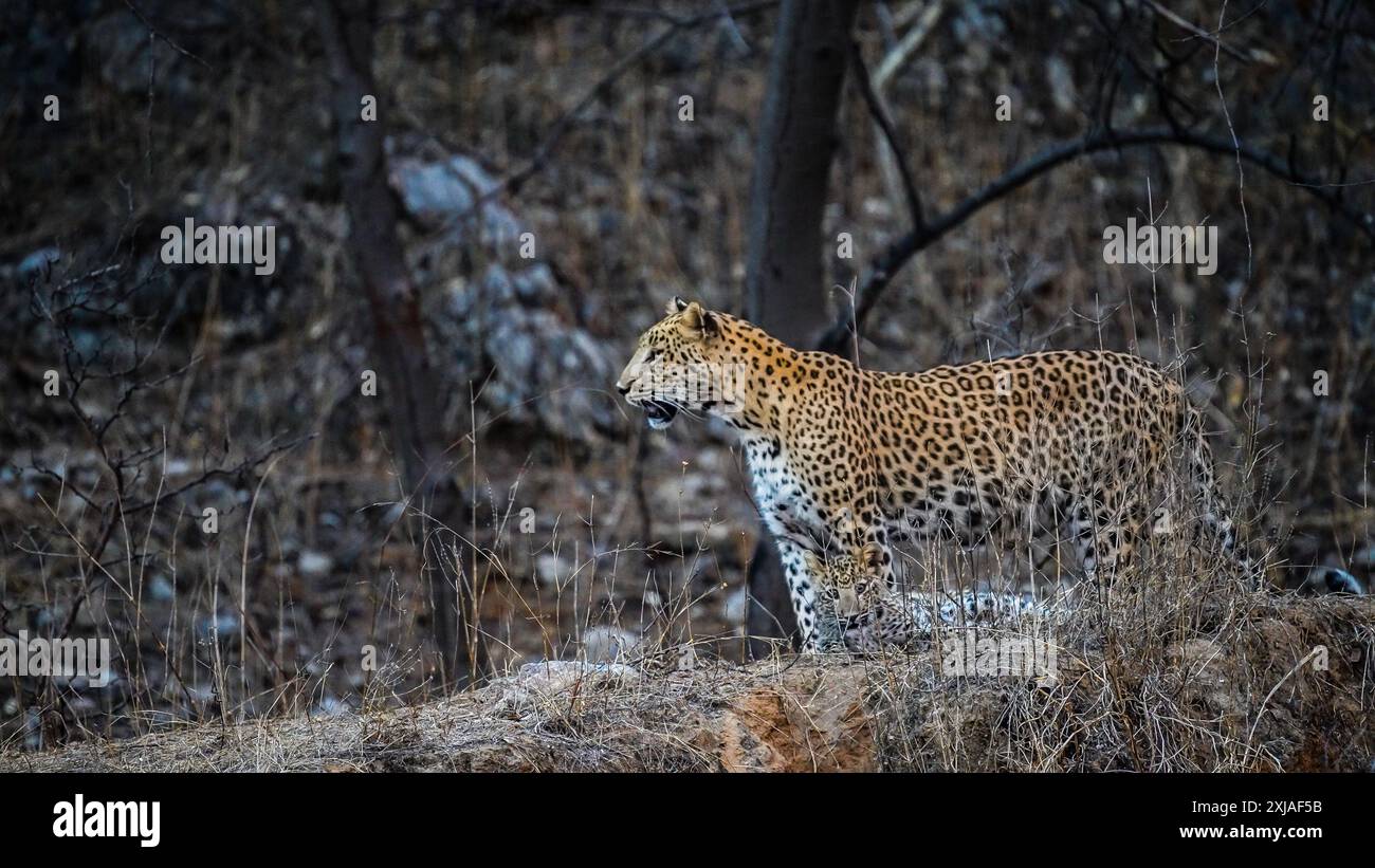 Weibliche indische Leoparden (Panthera pardus fusca) نمر هندي mit Jungen im Jhalana Leopard Safari Park, Jaipur, Rajasthan, Indien Stockfoto