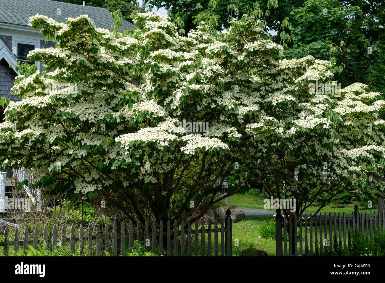 Flowering Dogwood (Cornus florida)) in Manset, Maine im Acadia-Nationalpark Stockfoto