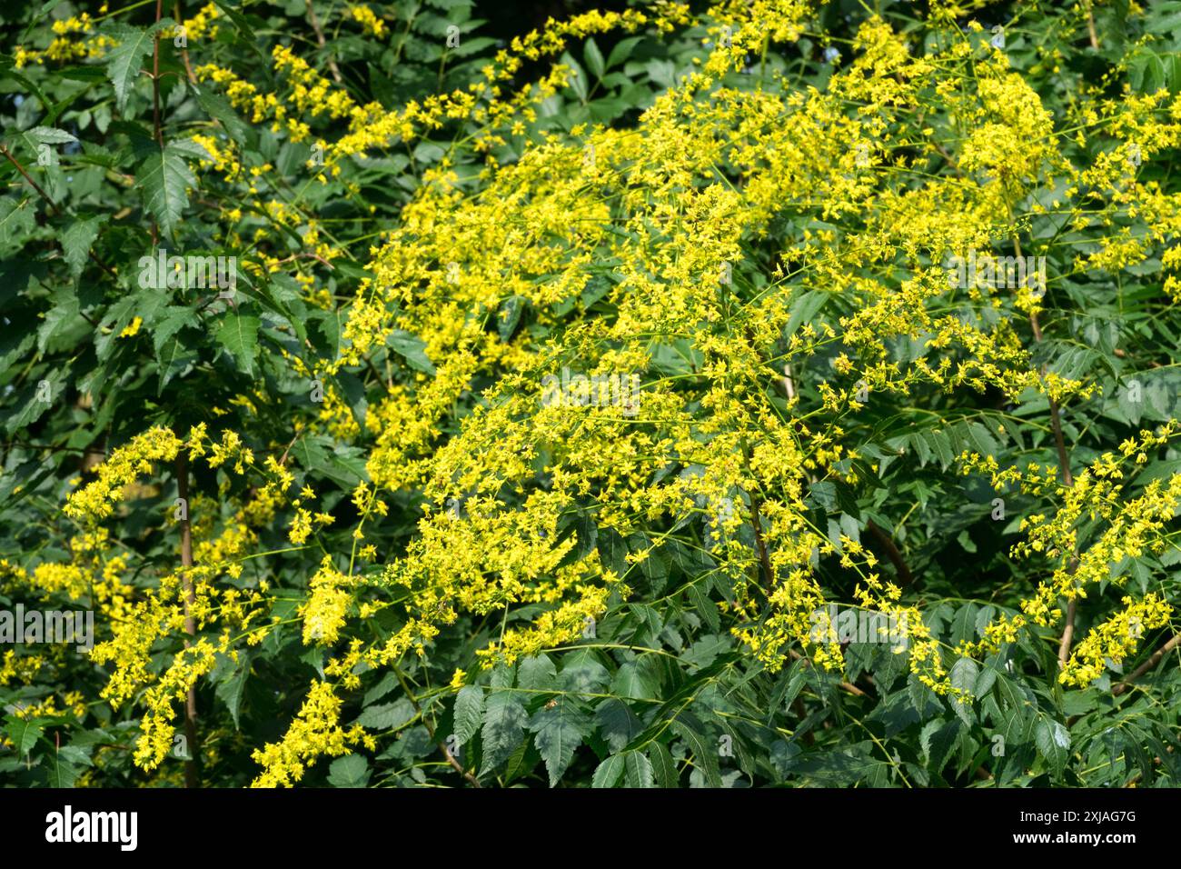 Blühender Koelreuteria paniculata Pride of India Tree im Juli Sommer Stockfoto