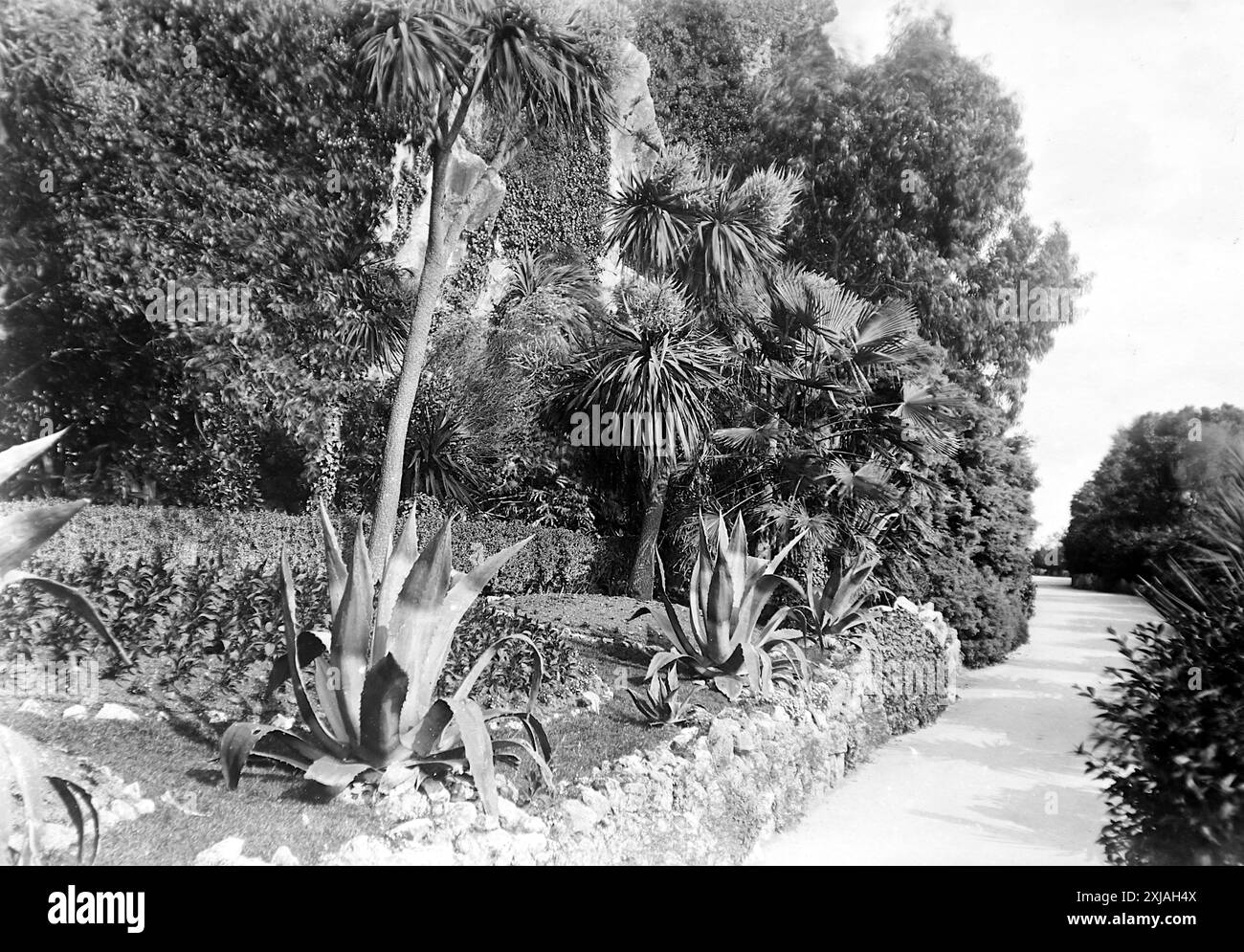 Pflanzen und Vegetation neben einem Fußweg in den Rock Gardens, Torquay, Devon. Dieses Foto stammt von einem edwardianischen Original, um 1910. Das Original war Teil eines Albums von 150 Albumenfotos von unterschiedlicher Qualität, von denen ich viele fotografiert habe. Die Sammlung enthielt Bilder vor allem von der Isle of man und der englischen Grafschaft Devonshire. Anmerkungen waren im Album enthalten, aber leider gab es keine genauen Daten. Die Originalfotos waren durchschnittlich 6 x 4 ½ Zoll. Stockfoto