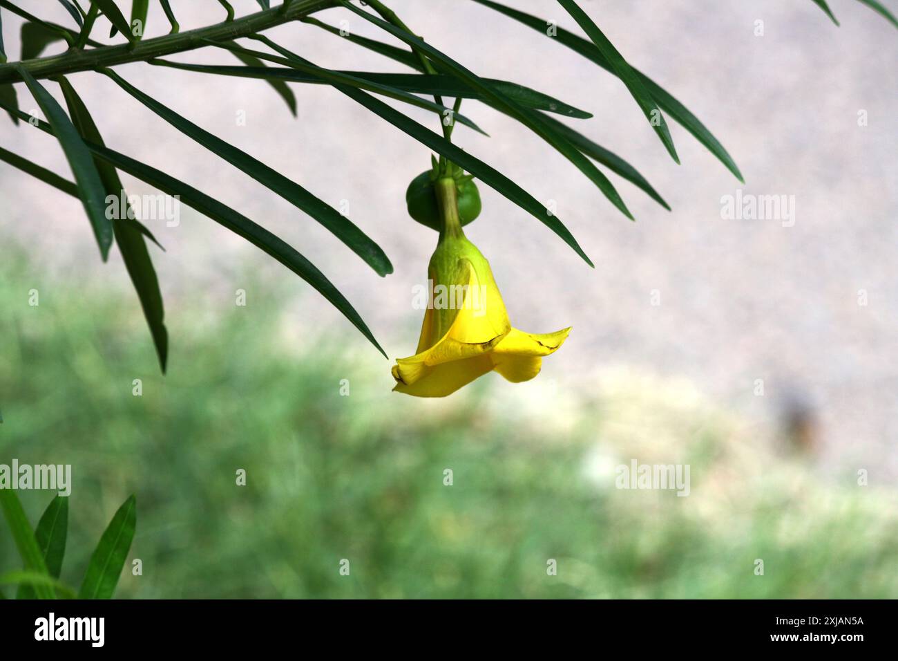 Gelbe Oleander-Blüte (Cascabela Thevetia) zusammen mit linearen glänzenden Blättern : (Pixel Sanjiv Shukla) Stockfoto