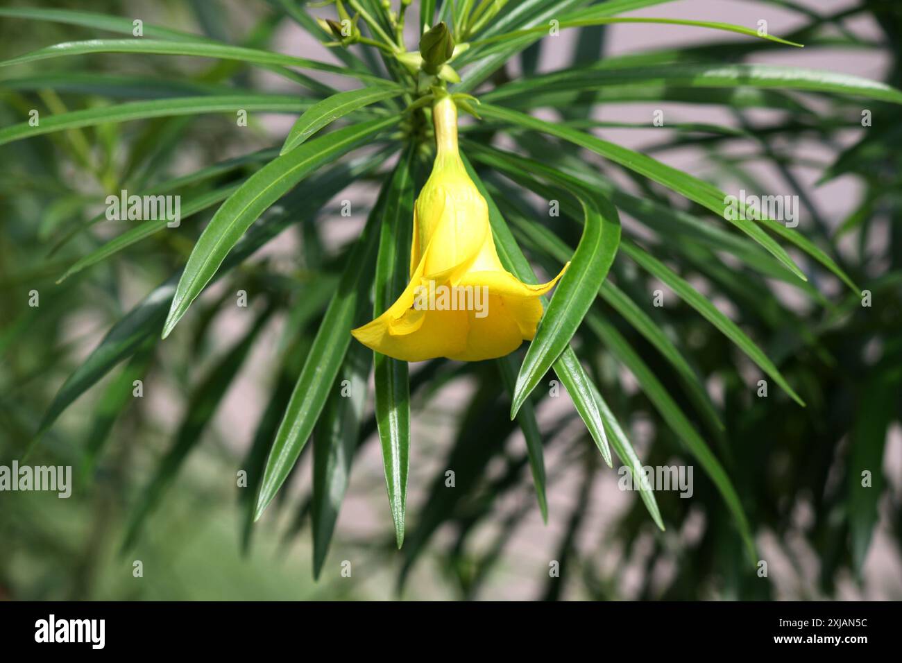 Gelbe Oleander-Blüte (Cascabela Thevetia) zusammen mit linearen glänzenden Blättern : (Pixel Sanjiv Shukla) Stockfoto