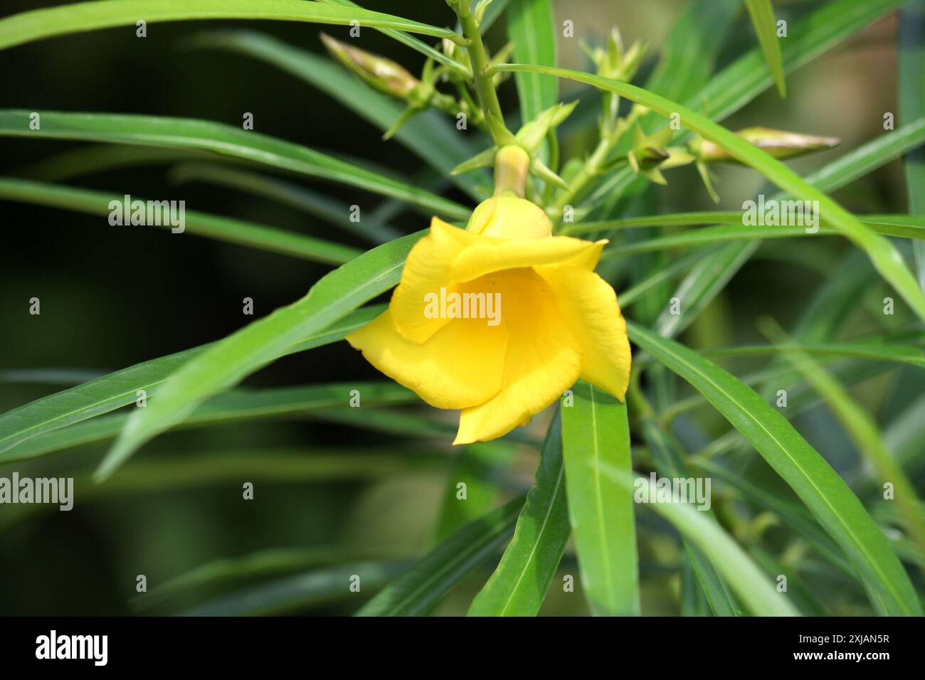 Gelbe Oleander-Blüte (Cascabela Thevetia) zusammen mit linearen glänzenden Blättern : (Pixel Sanjiv Shukla) Stockfoto