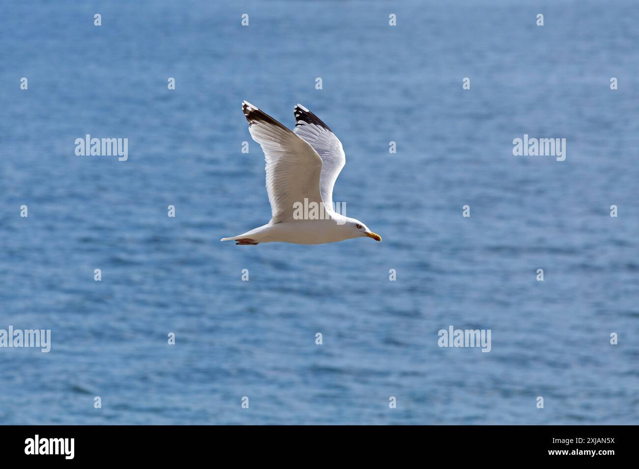 Heringsmöwe (Larus argentatus) im Flug, Kieler Fjord, Kiel, Schleswig-Holstein, Deutschland Stockfoto