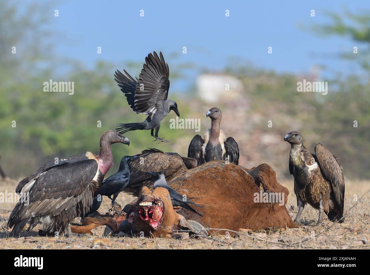 Langschnabelgeier - eine bedrohte Geierart. Stockfoto