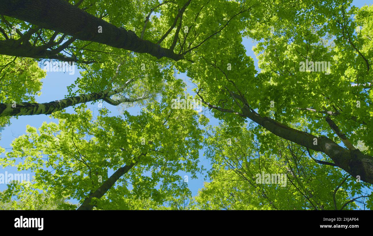 Gimbal Stabilisieren. Laubbäume bei warmem Wetter an Einem sonnigen Tag. Sommerstimmung im Wald mit Blick auf den Himmel. Stockfoto