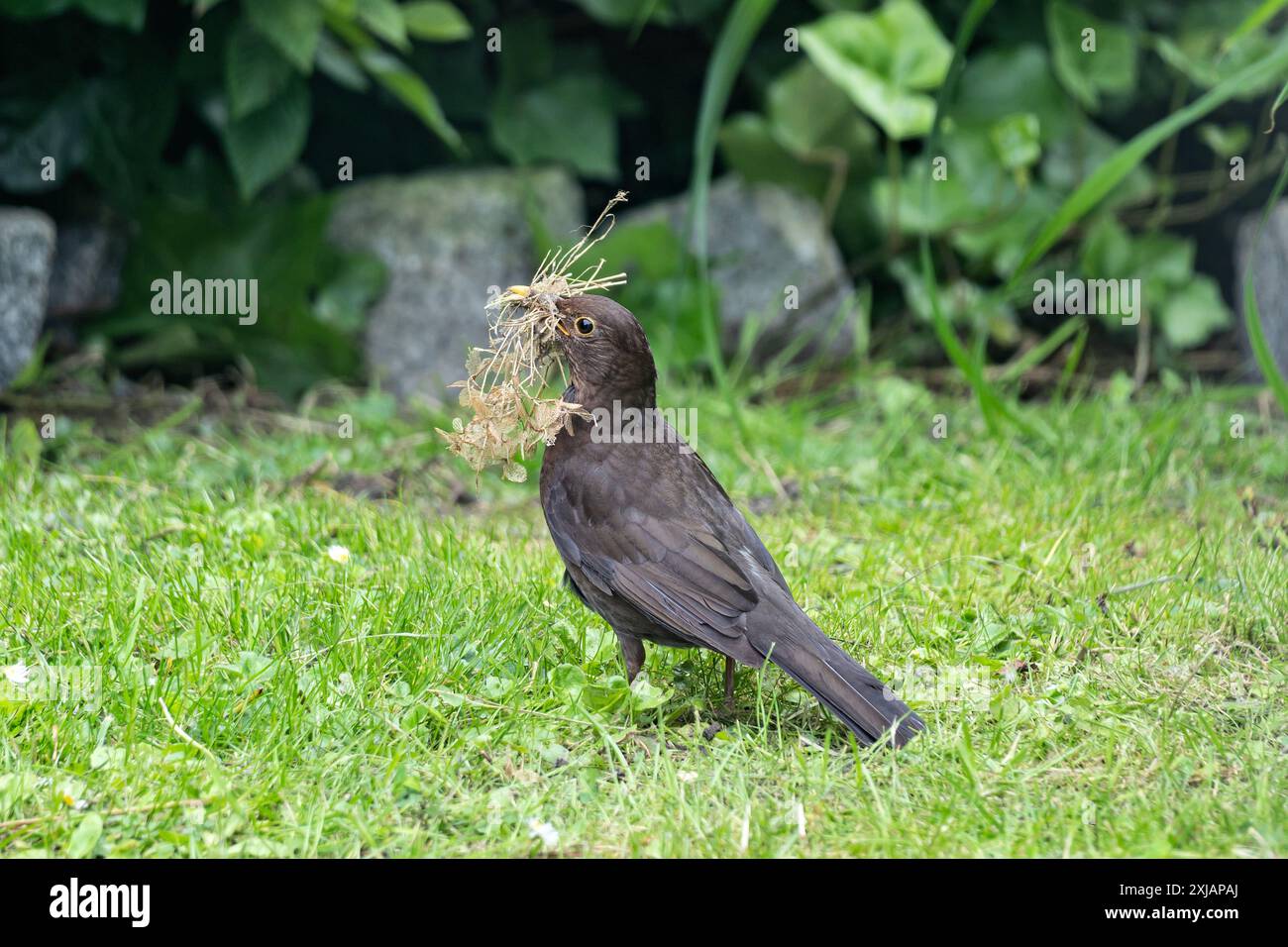 Weibliche Amsel (Turdus merula) mit Nistmaterial im Schnabel Stockfoto