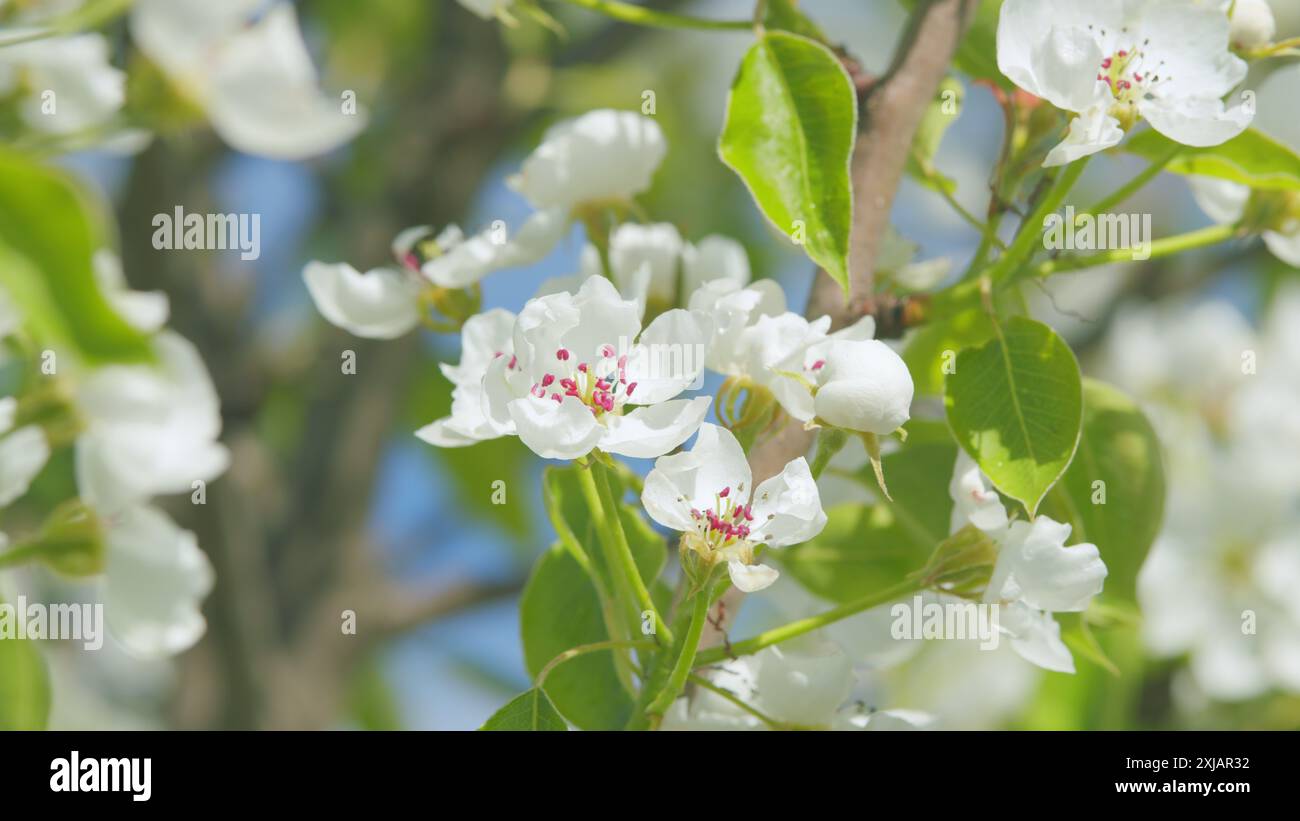 Nahaufnahme. Weiß blüht im frühen Frühjahr im Garten auf einem Baum. Weiße Birnenblüte mit weißen Blütenblättern. Stockfoto