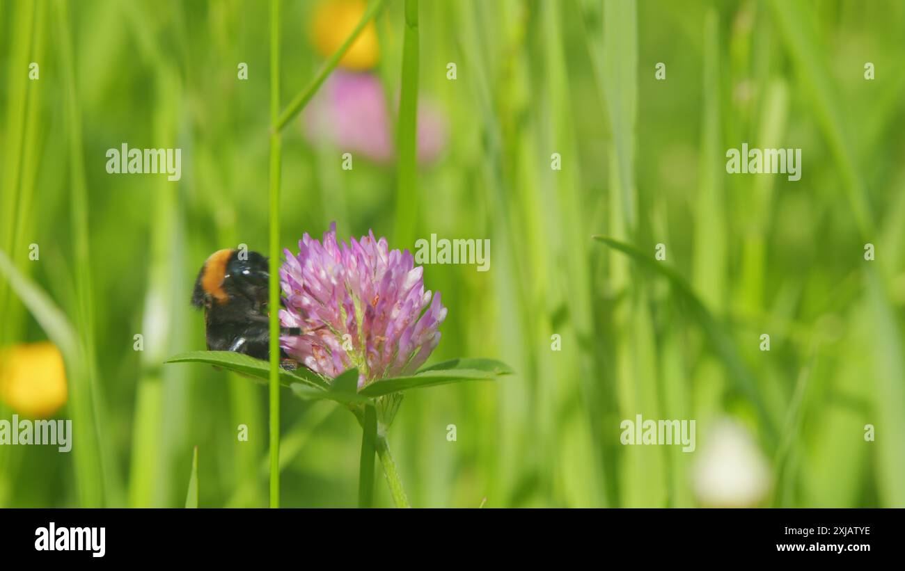 Makroansicht. Hummel sammelt Pollen auf rosa Kleeblüten. Hummel sammelt Honig von der Blume. Stockfoto