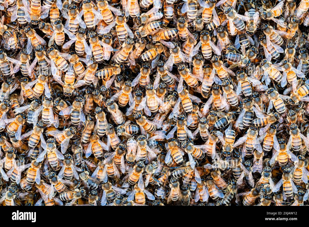 Honigbienen bedecken einen Brut Stockfoto