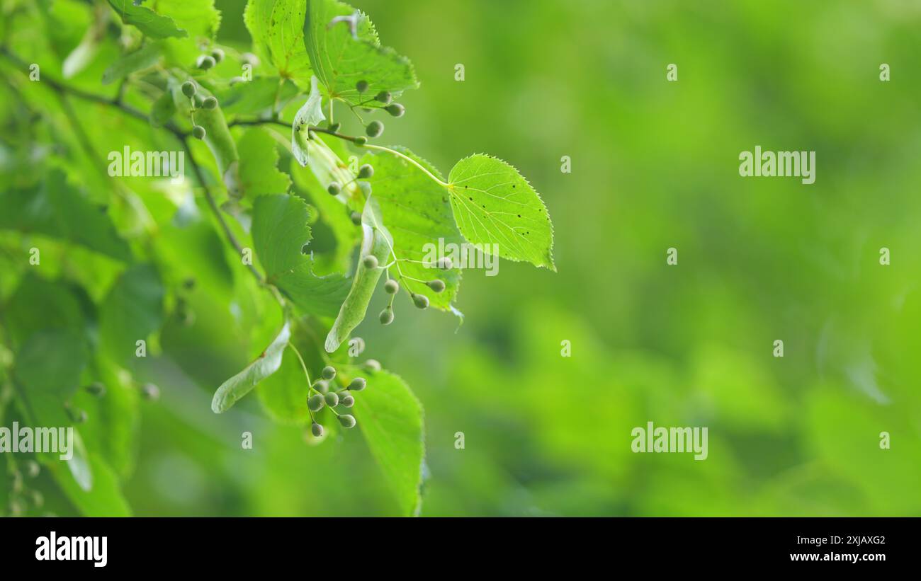Zeitlupe. Tilia platyphyllos. Blätter von Lindenholz in der Morgensonne. Lindenbaumblatt-Nahaufnahme mit Samenkapsel und Stämmen. Stockfoto