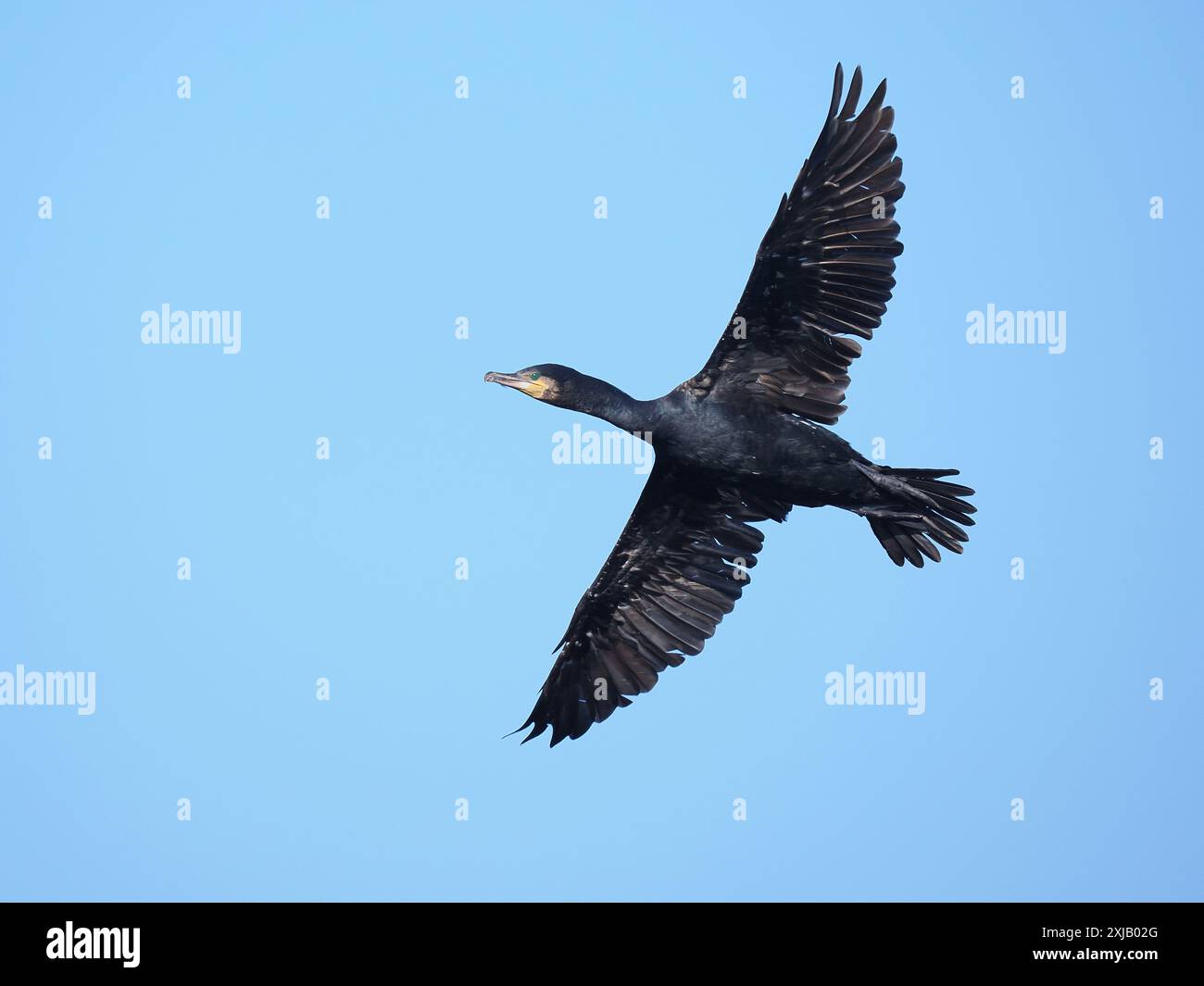 Kormorane verlassen ein gemeinschaftliches Zimmer, wo sie die Nacht verbringen und ihre Flügel trocknen. Stockfoto