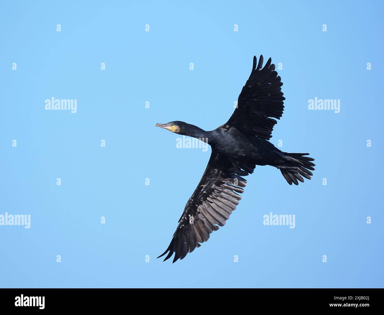 Kormorane verlassen ein gemeinschaftliches Zimmer, wo sie die Nacht verbringen und ihre Flügel trocknen. Stockfoto