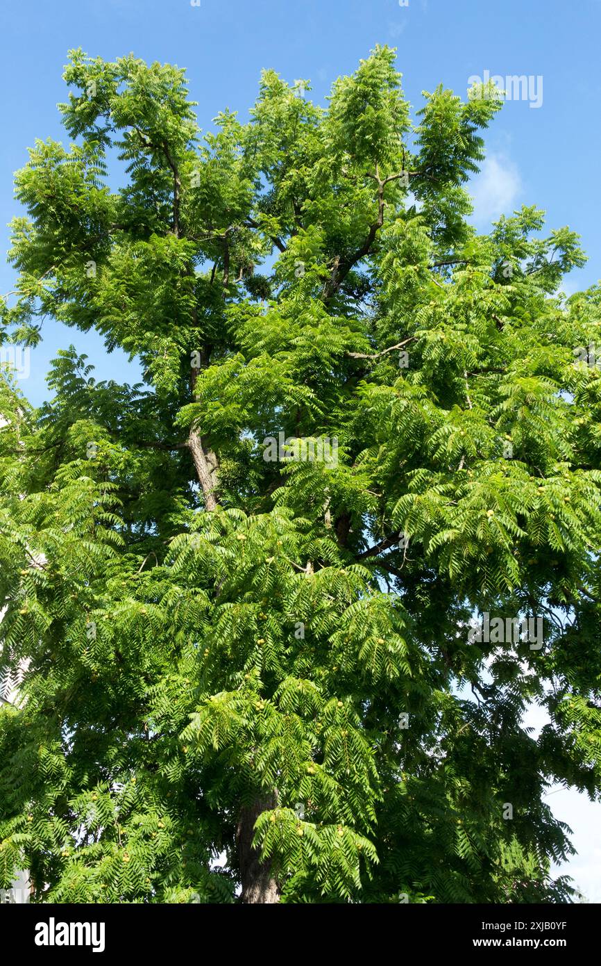 Östlicher Schwarzer Walnussbaum Juglans nigra Stockfoto Östlicher Schwarzer Walnussbaum Juglans nigra Stockfoto