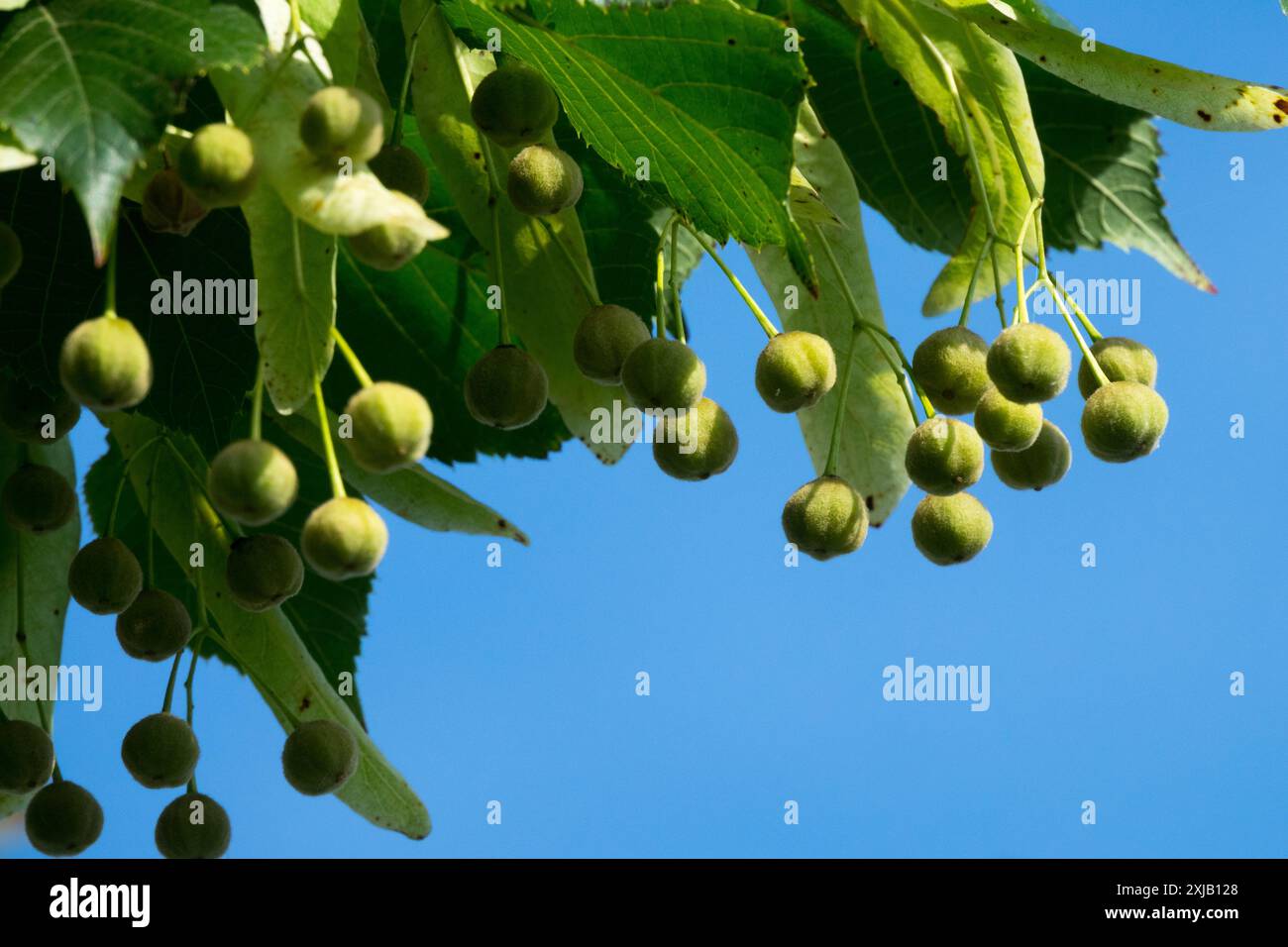 Großblättrige Linde, Tilia platyphyllos Beeren reifende Samen auf einem Lindenzweig Stockfoto