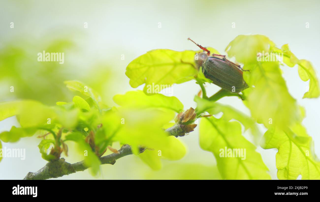 Nahaufnahme. Chafer auf Eichenblättern fressen junge Blätter. Maybug sitzt auf den Eichenblättern. Stockfoto