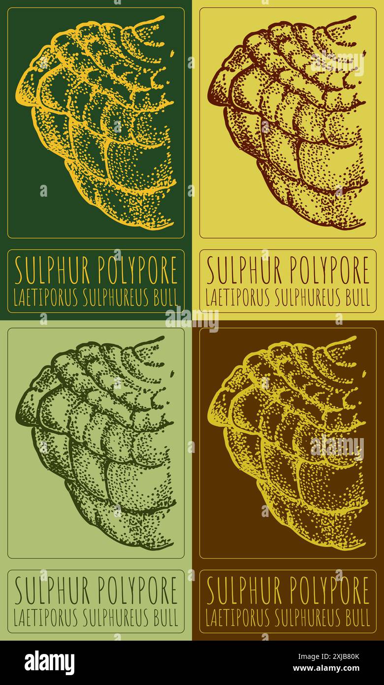 Satz von Vektorzeichnungen SCHWEFELPOLYPORE in verschiedenen Farben. Handgezeichnete Abbildung. Der lateinische Name ist LAETIPORUS SULPHUREUS BULL. Stock Vektor