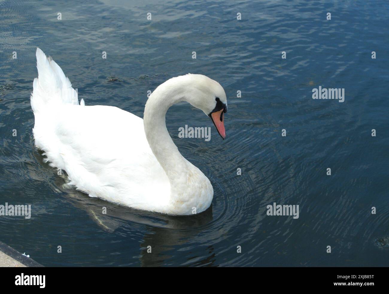 Singularschwan auf eigene Faust auf einem See oder Teich, auf dem Wasser. Blauer Himmel spiegelt sich im Wasser und kräuselt sich. Stockfoto