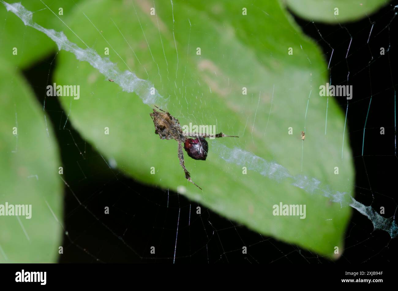 Federbeinspinne, Uloborus sp., ernährt sich von Gefangener Beute im Netz mit Stabilimentum Stockfoto